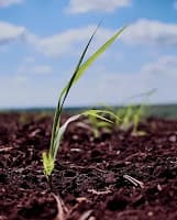 Raízen pede registro para agricultura de sequeiro