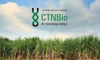CTNBio avalia cana geneticamente modificada tolerante ao déficit hídrico