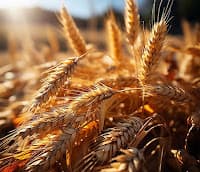 Saiba a capacidade de produção da primeira usina de etanol de trigo do país
