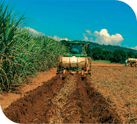Ferrari Agroindústria divulga balanços; saiba os detalhes