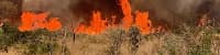 Incêndios geram prejuízo de R$ 14,7 bi, estima Confederação da Agricultura