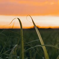 Usina de cana pede licença para produção de levedura seca