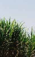 Projeto avalia pegada de carbono na produção de cana-de-açúcar