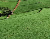 Usina Giasa é autorizada a produzir 1,3 milhão de litros de etanol por dia