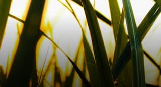 Sindicato das indústrias de açúcar do Mato Grosso do Sul terá eleição em novembro