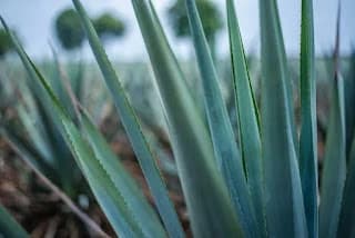 Programa para produção de etanol a partir do agave recebe investimento de R$ 20 milhões