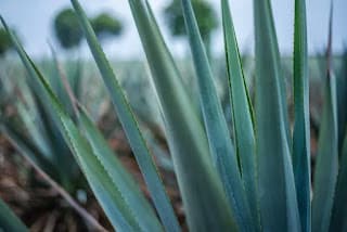 Programa de etanol a partir do agave terá R$ 9,9 milhões da Shell