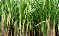 Grupo sucroenergético comunica mudanças estruturais